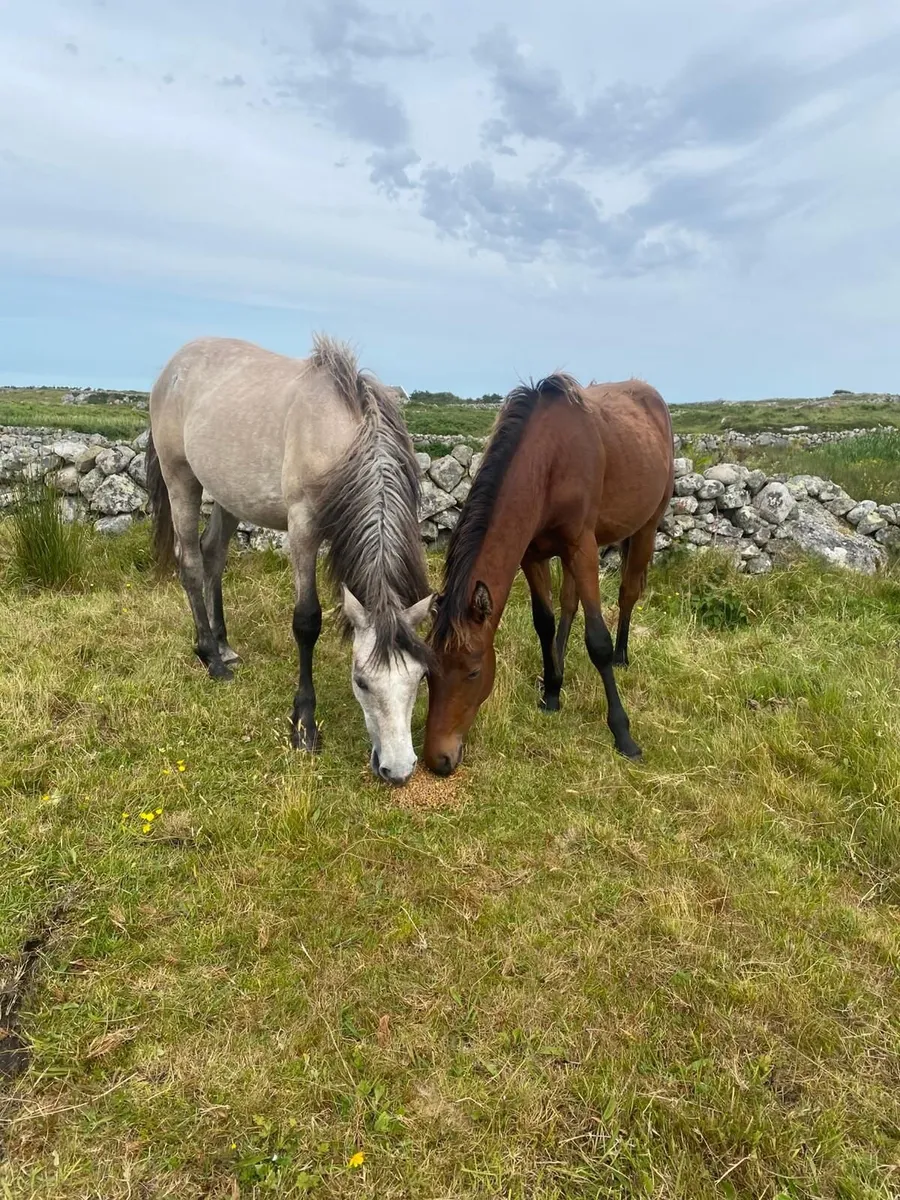 Connemara pony - Image 2