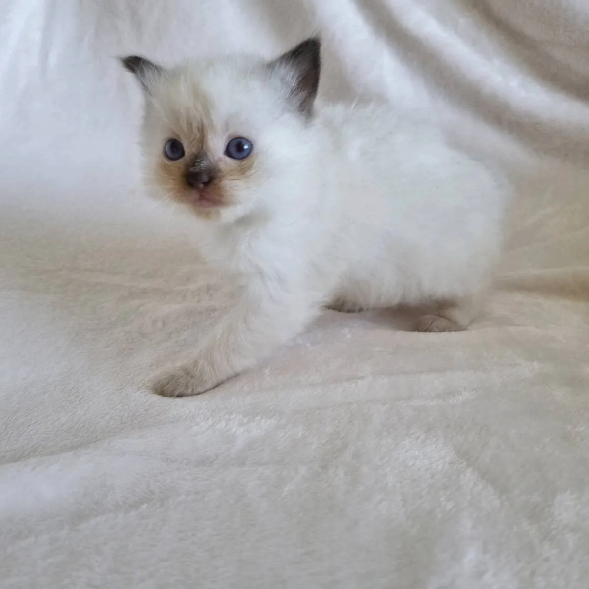 Pedigree registered ragdoll kittens male & female - Image 1
