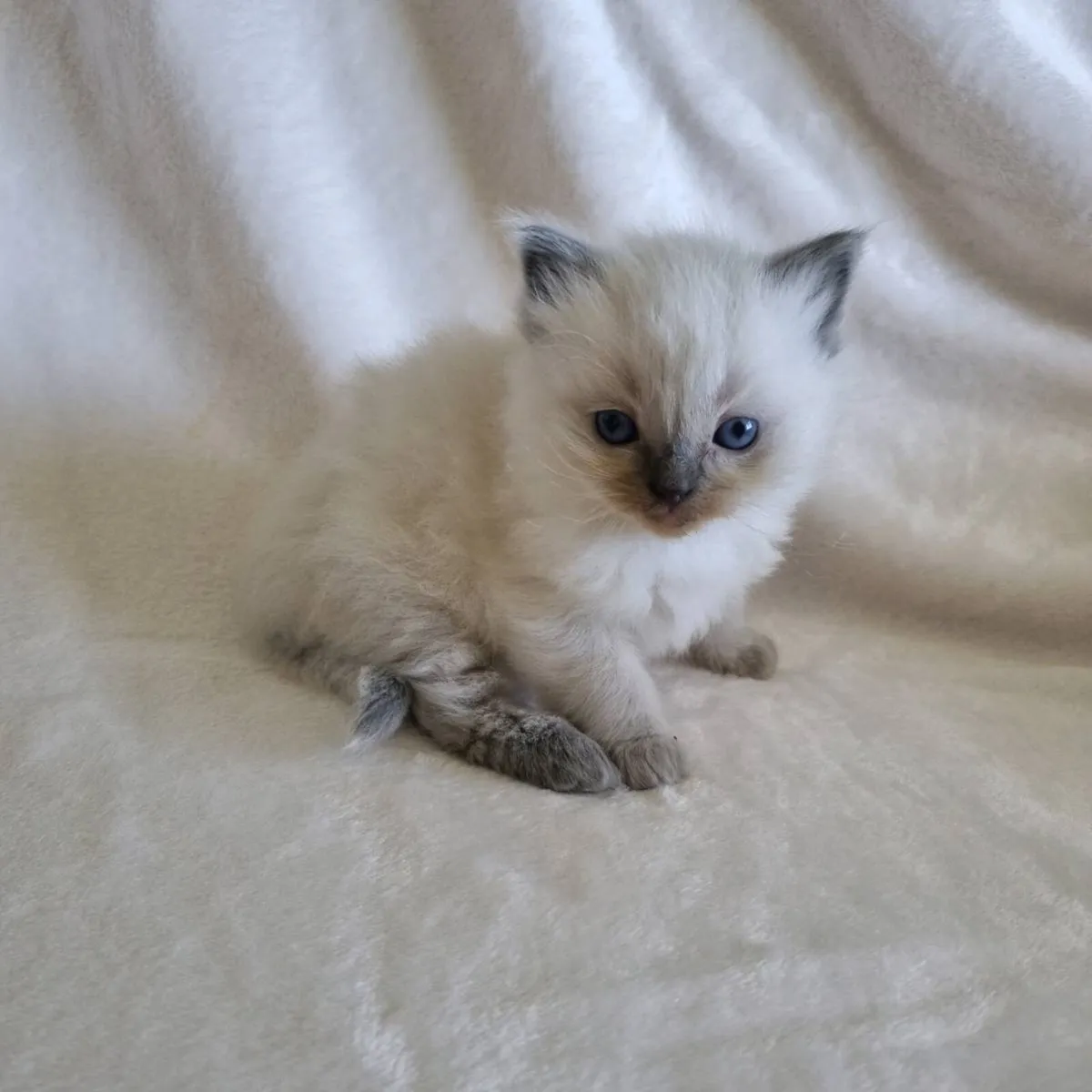 Pedigree registered ragdoll kittens male & female - Image 2