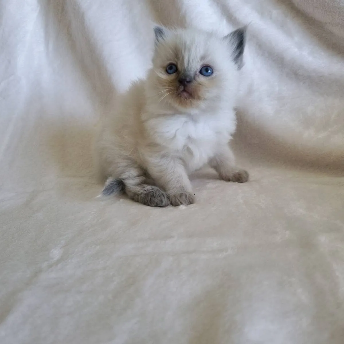 Pedigree registered ragdoll kittens male & female - Image 3