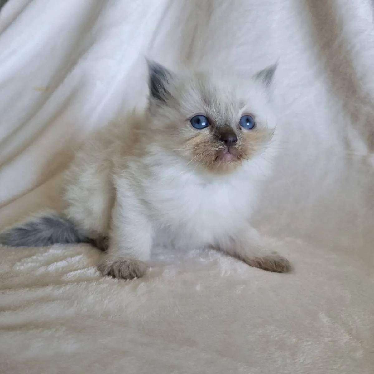 Pedigree registered ragdoll kittens male & female - Image 4
