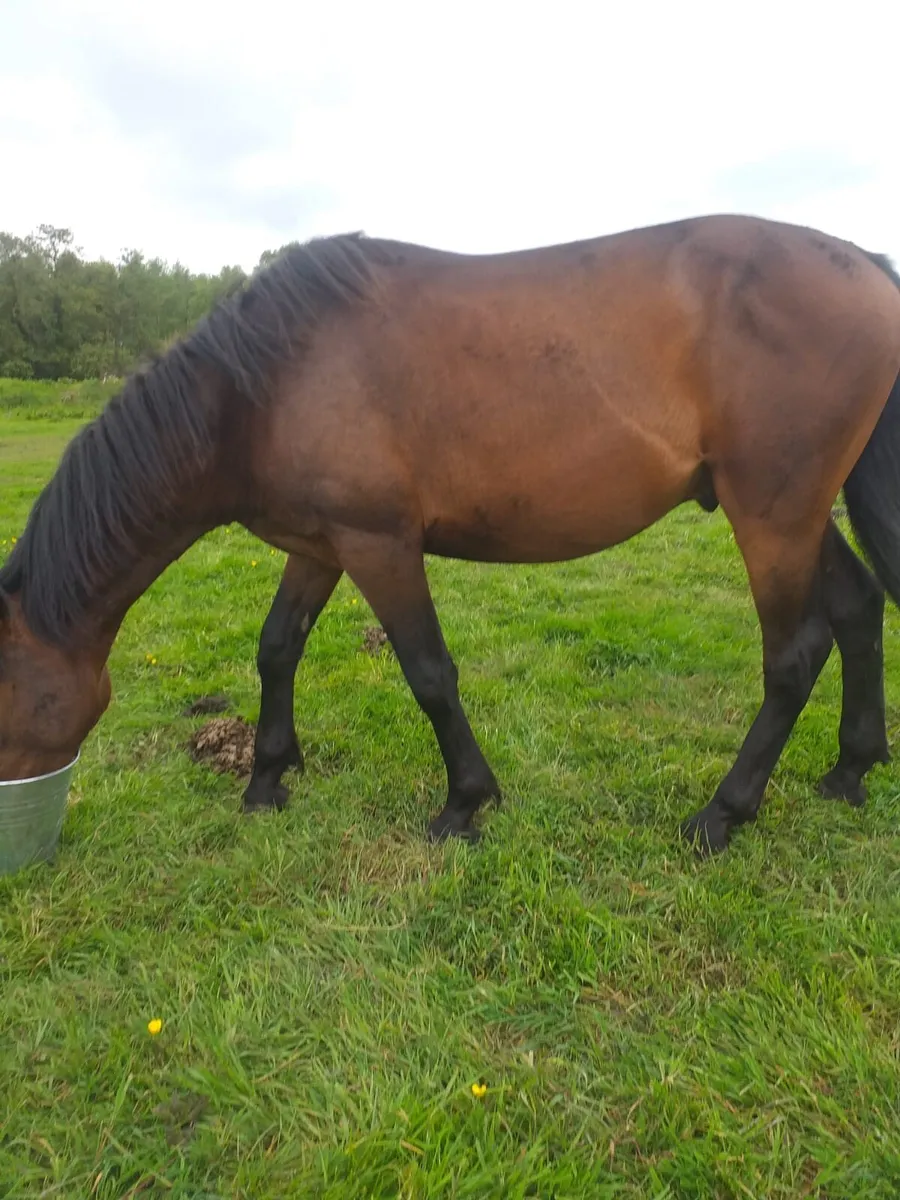 Horses - Image 1