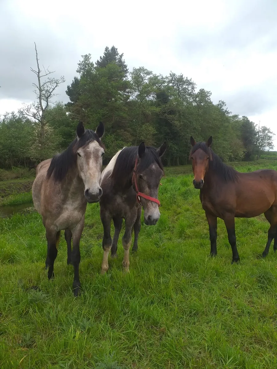 Horses - Image 3