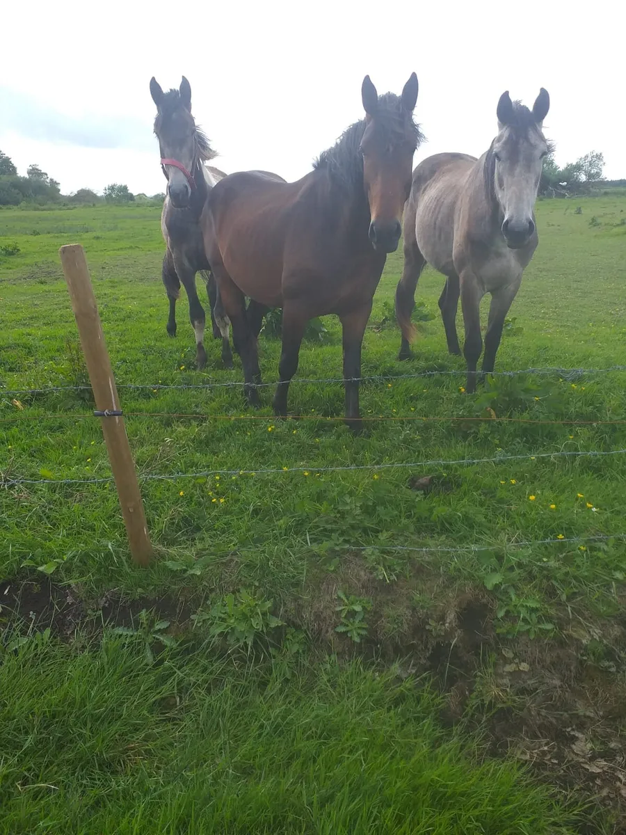 Horses - Image 4