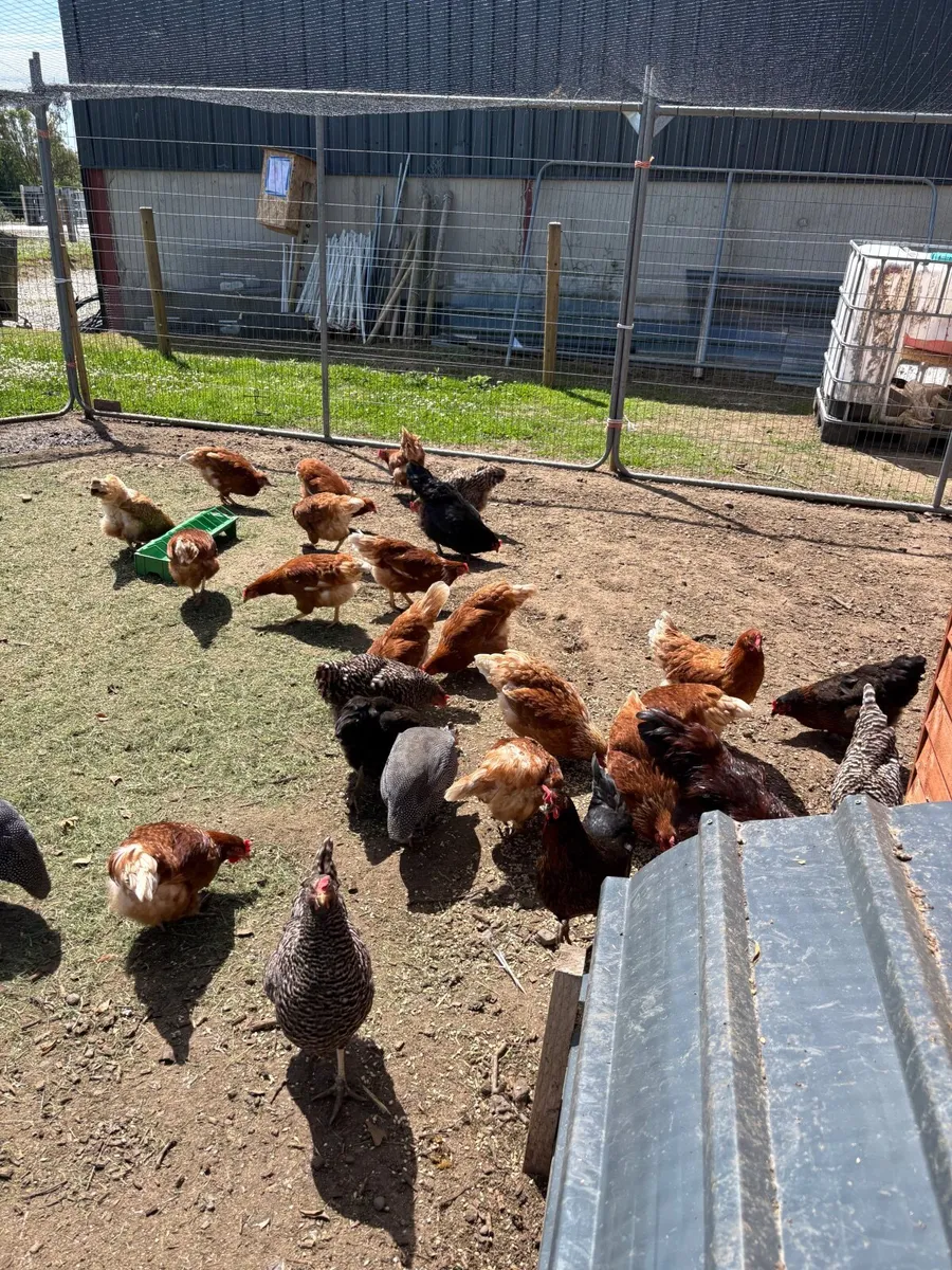 Poultry clearance 💥 hens, ducks, chicks, guineas - Image 1
