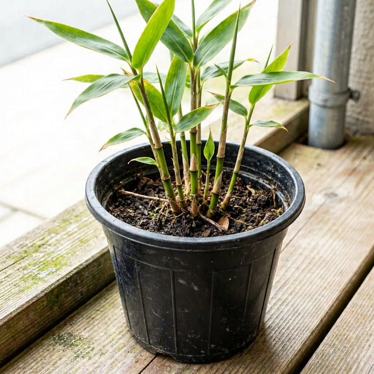 WANTED Bamboo. Swap for Plants
