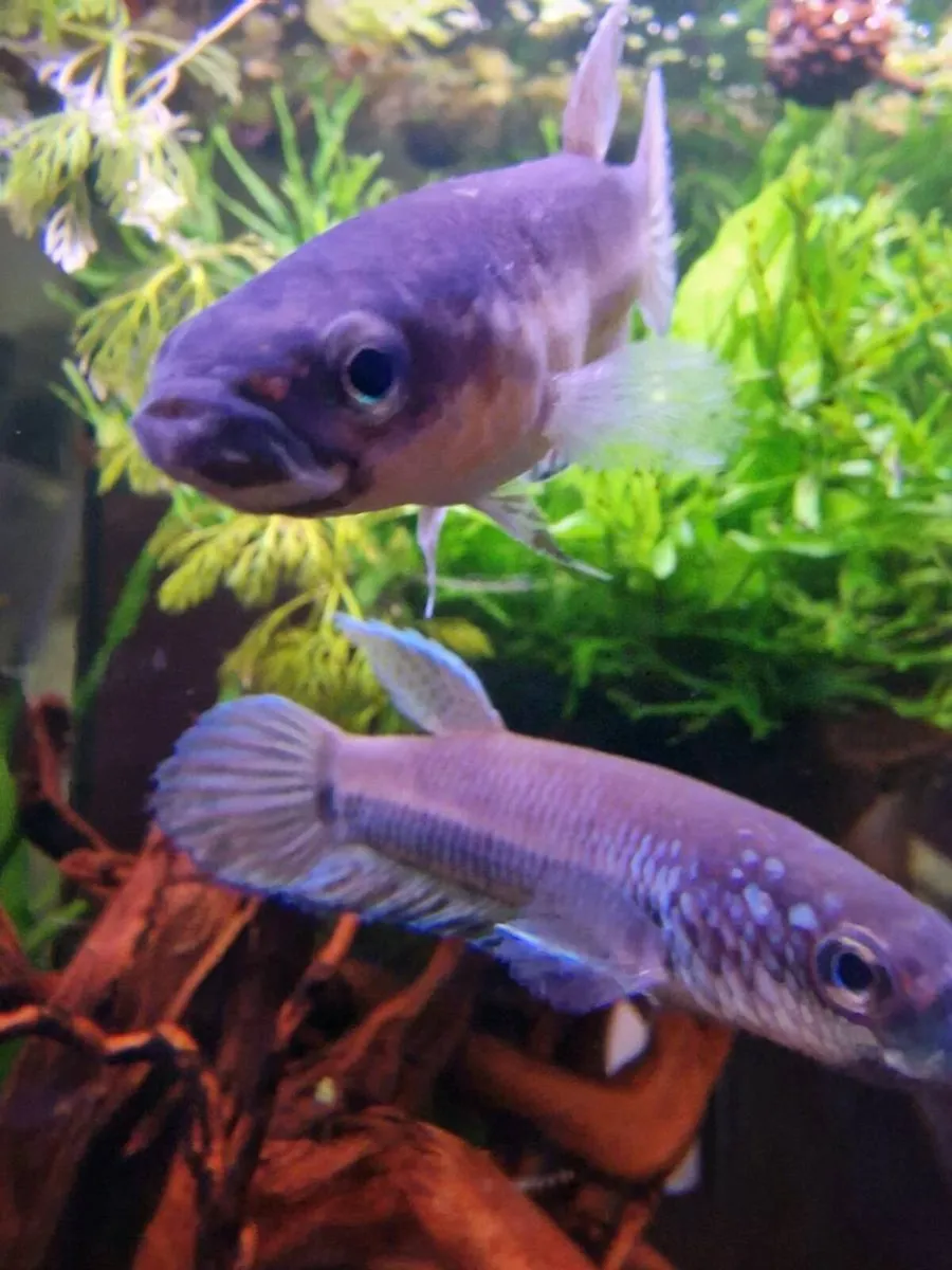 Betta Antuta - Image 1