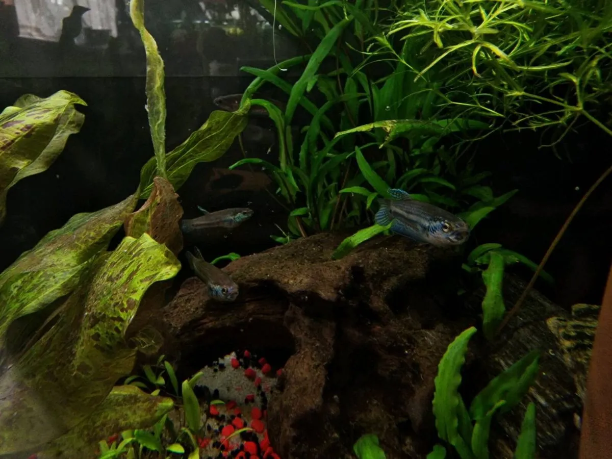 Betta Antuta - Image 2