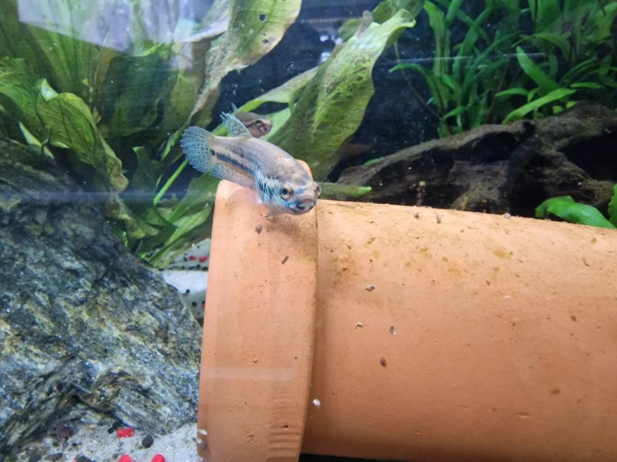 Betta Antuta - Image 3