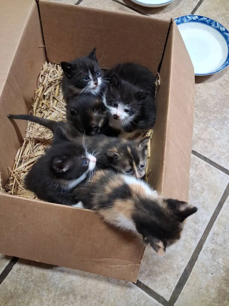 Kittens - Image 1