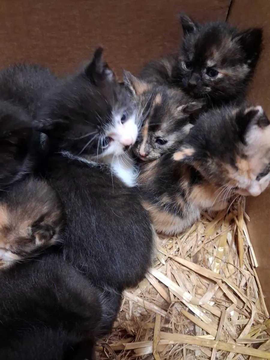 Kittens - Image 2