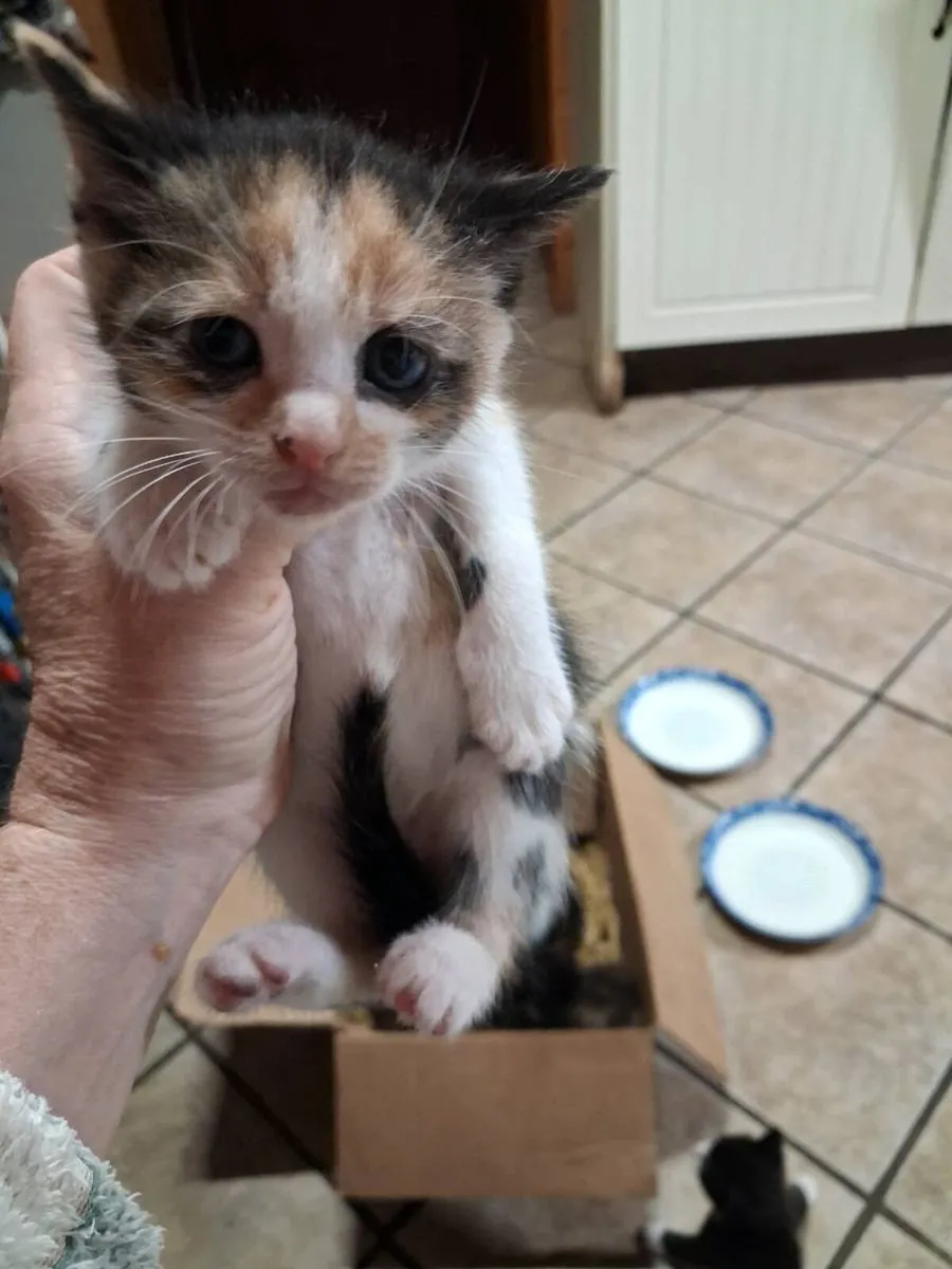 Kittens - Image 3