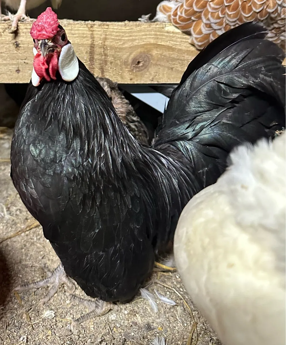 Poultry - Image 1