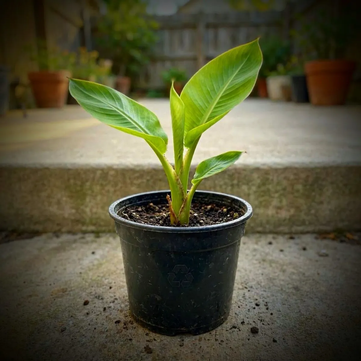 Banana Plant Wanted. Swap Plant Available