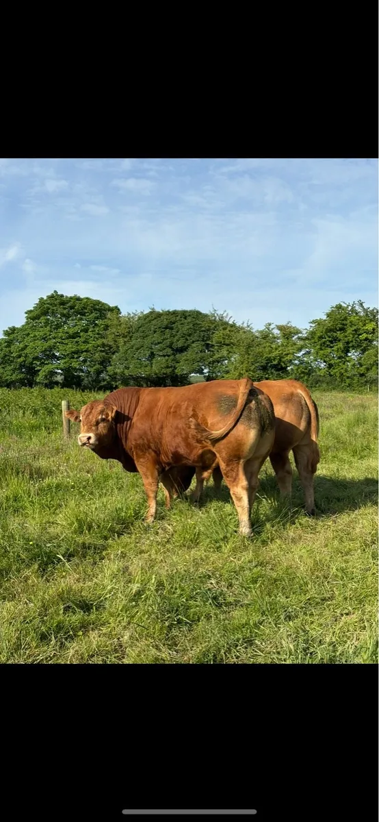 Limousin Bulls PBR - Image 1