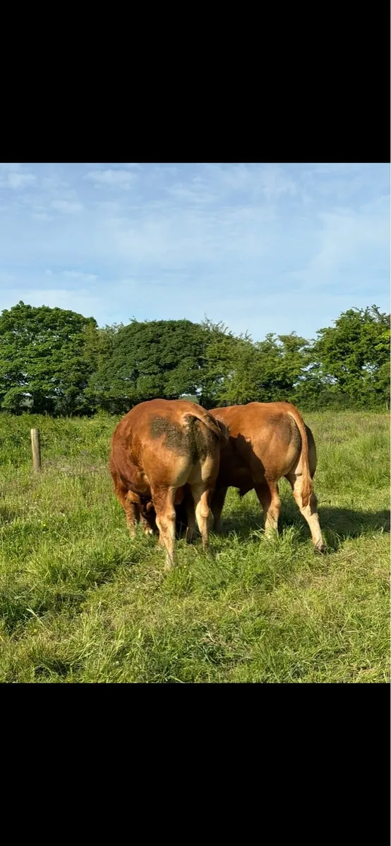 Limousin Bulls PBR - Image 2