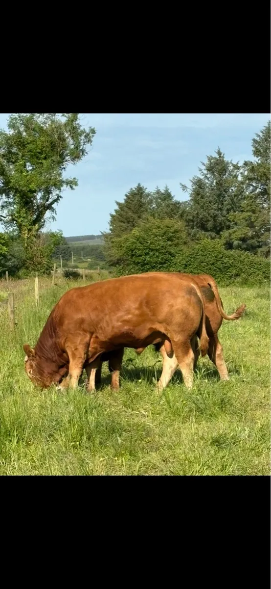 Limousin Bulls PBR - Image 3