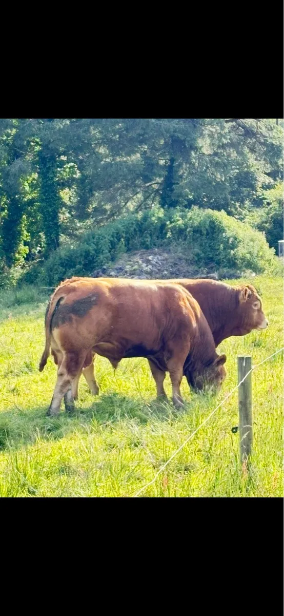 Limousin Bulls PBR - Image 4