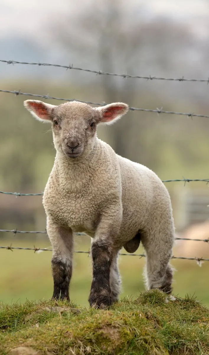 Livestock