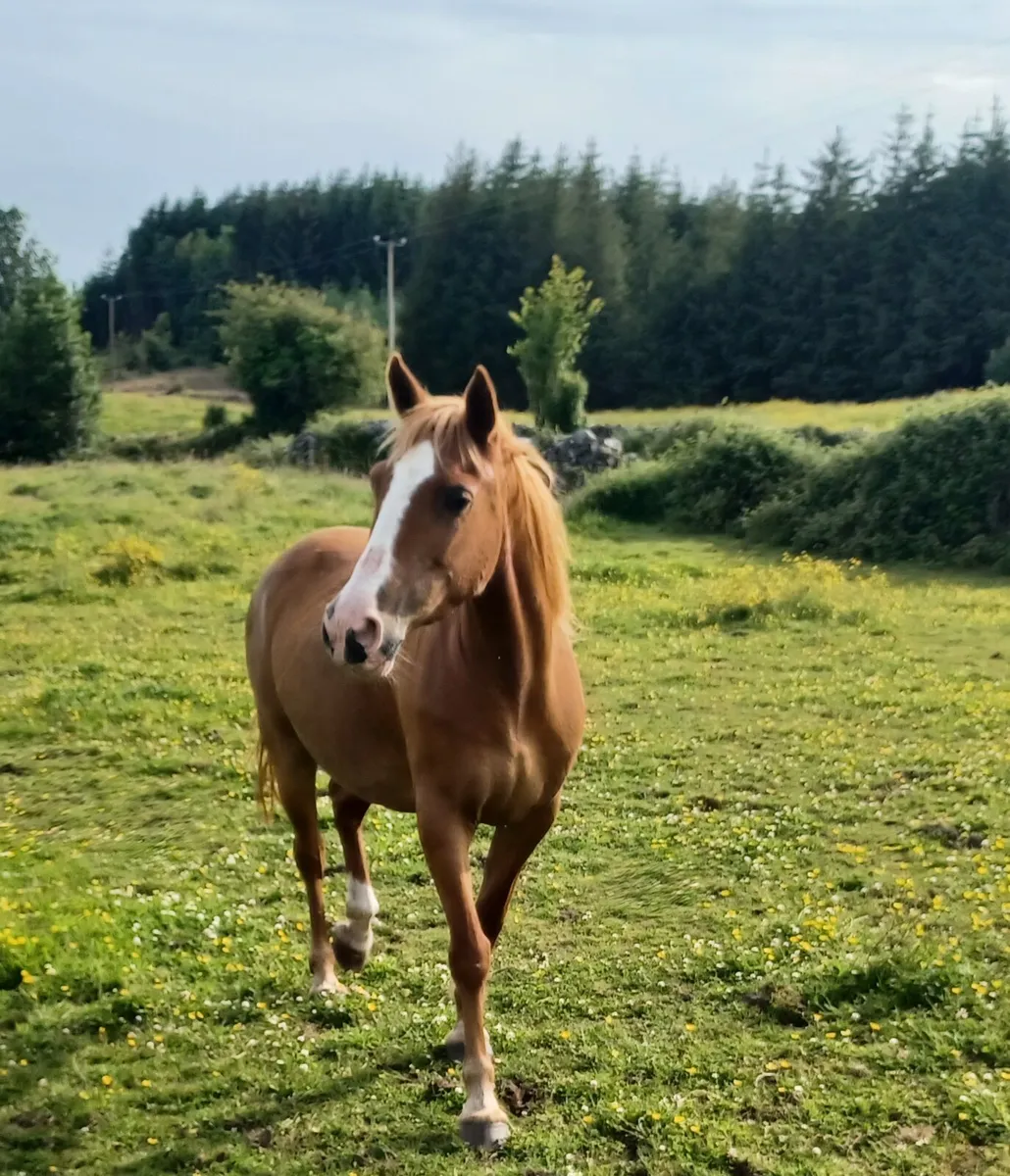 In foal Class 1 Chestnut Connemara Mare - Image 4