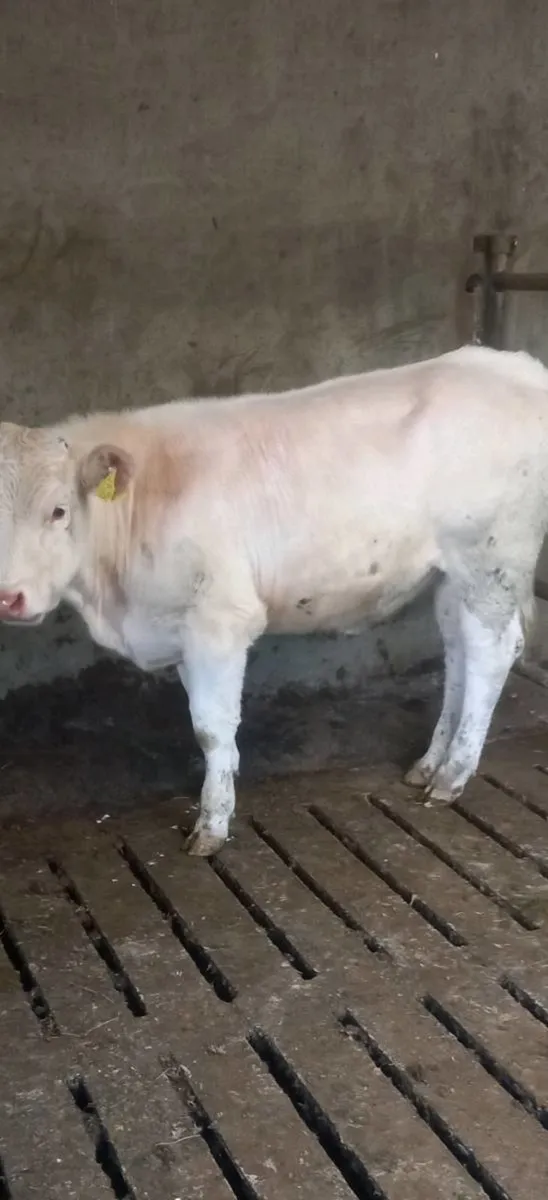 Heifer - Image 1