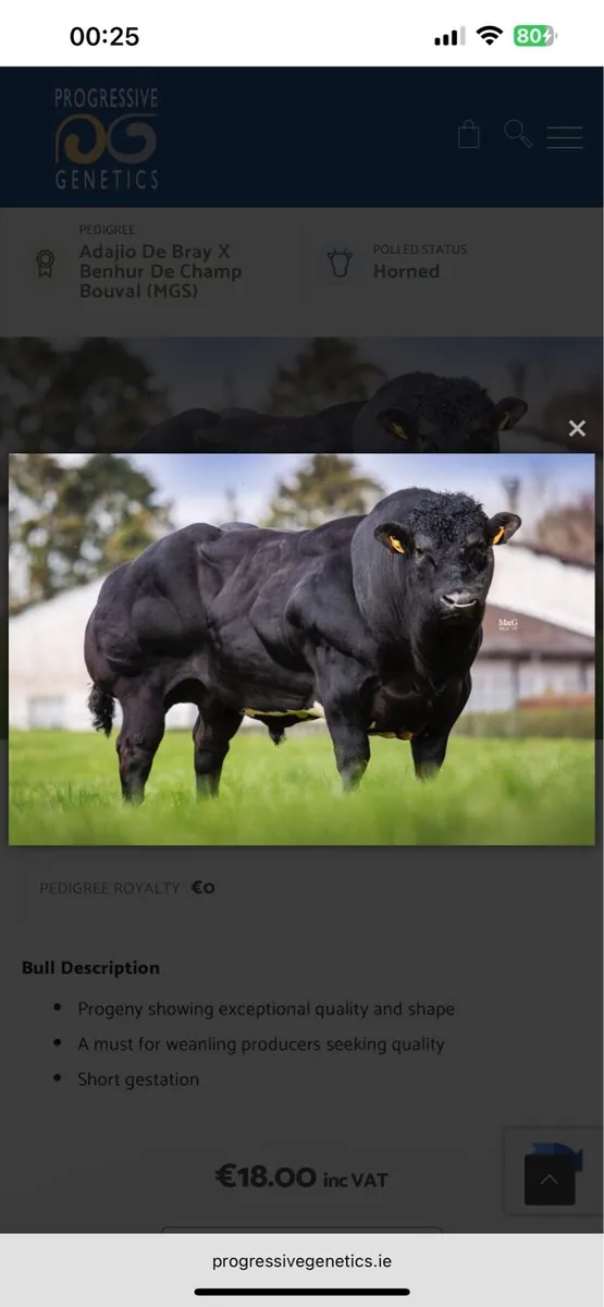 show calf has it all - Image 2