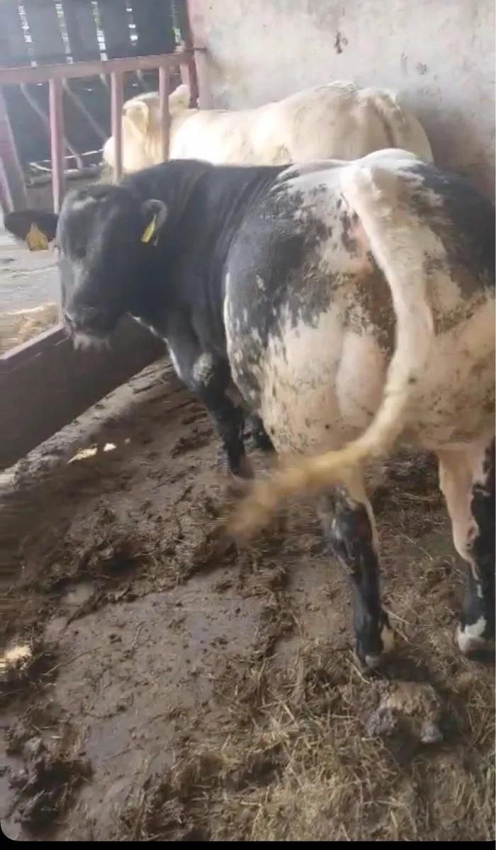 show calf has it all - Image 1