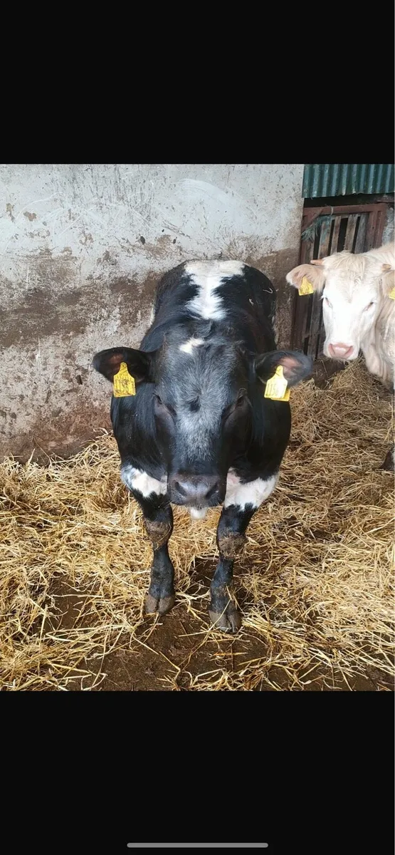 show calf has it all - Image 3