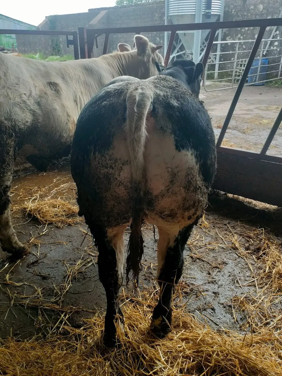 show calf has it all - Image 4
