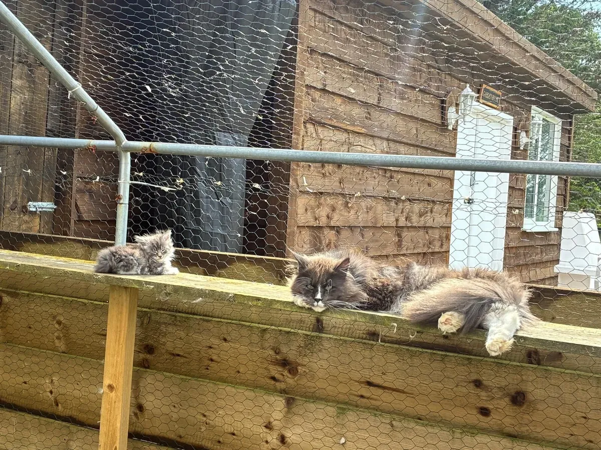 Stunning Maine Coon  Kittens, purebred - Image 2