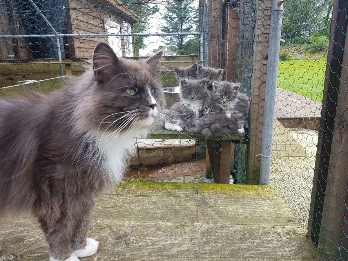 Stunning Maine Coon  Kittens, purebred - Image 3
