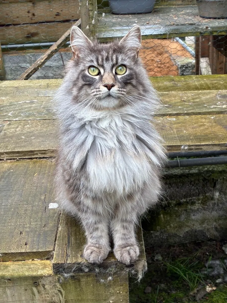 Stunning Maine Coon  Kittens, purebred - Image 4