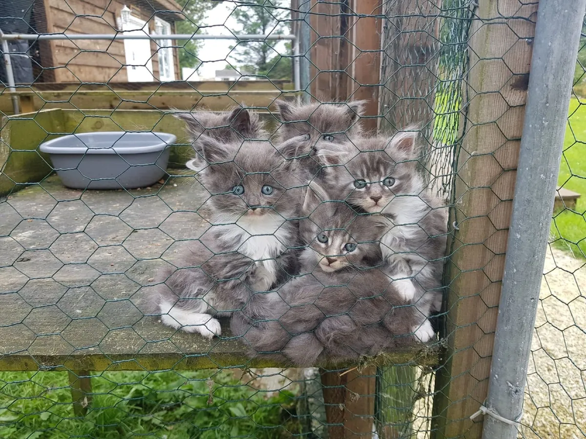 Stunning Maine Coon  Kittens, purebred - Image 1