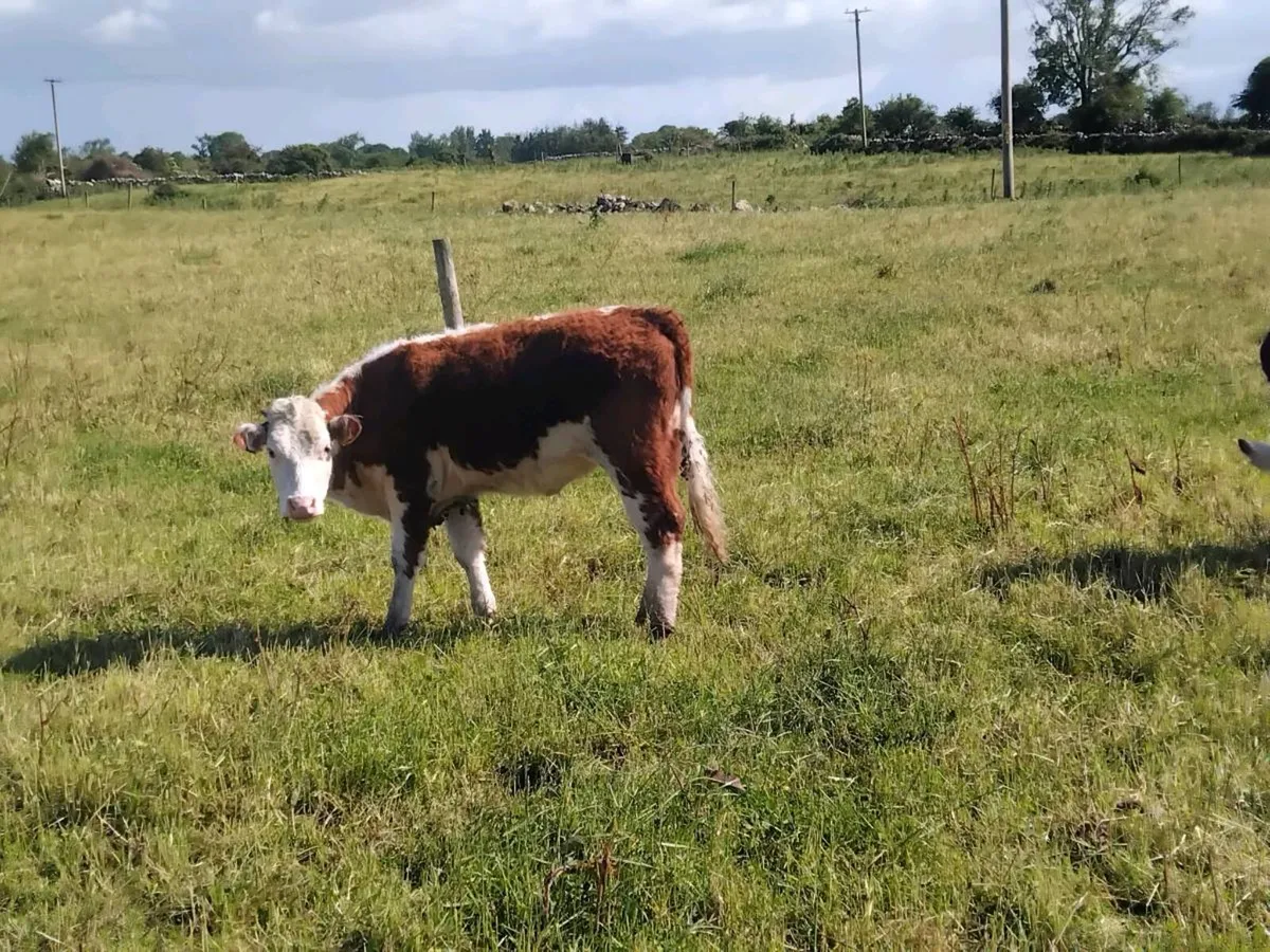 Organic yearling Heifers and Bulls - Image 1