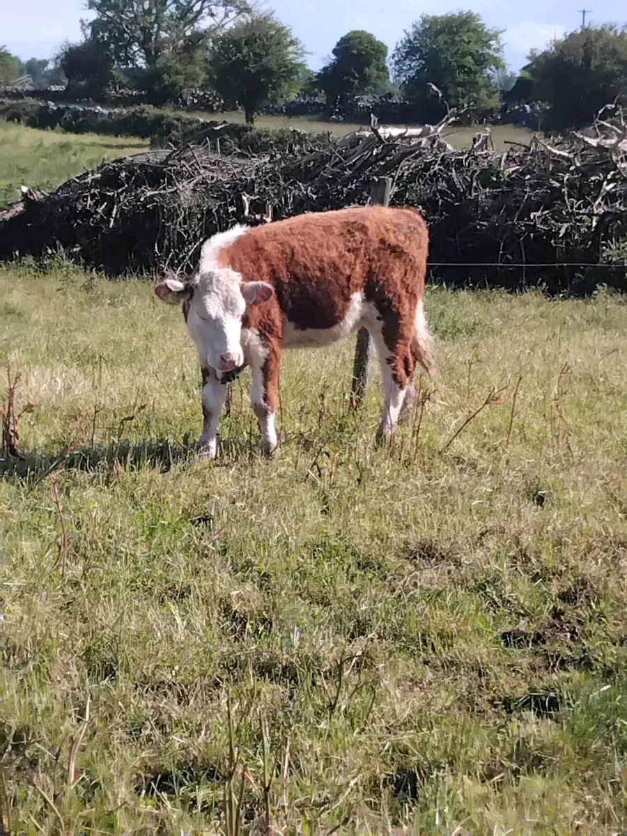 Organic yearling Heifers and Bulls - Image 2