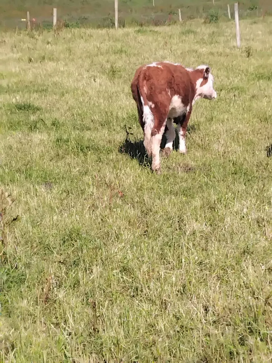 Organic yearling Heifers and Bulls - Image 3