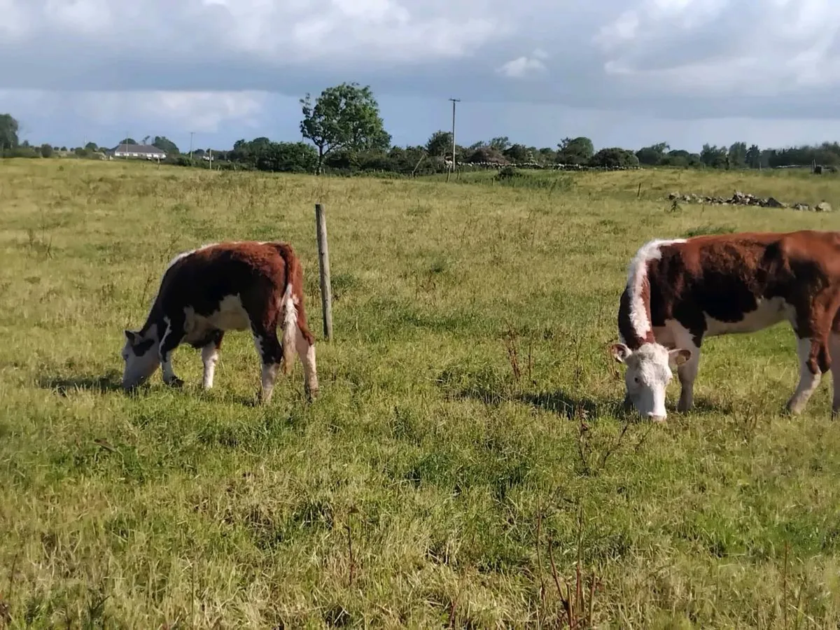Organic yearling Heifers and Bulls - Image 4