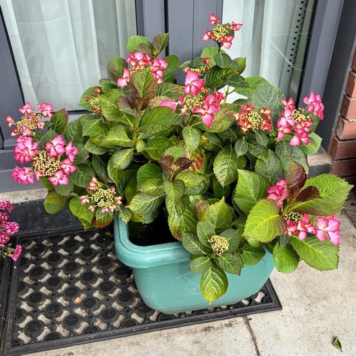 Hydrangea French Can Can doing well in 2nd summer in pot - Image 4