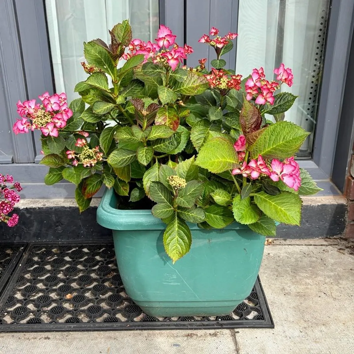 Hydrangea French Can Can doing well in 2nd summer in pot - Image 1