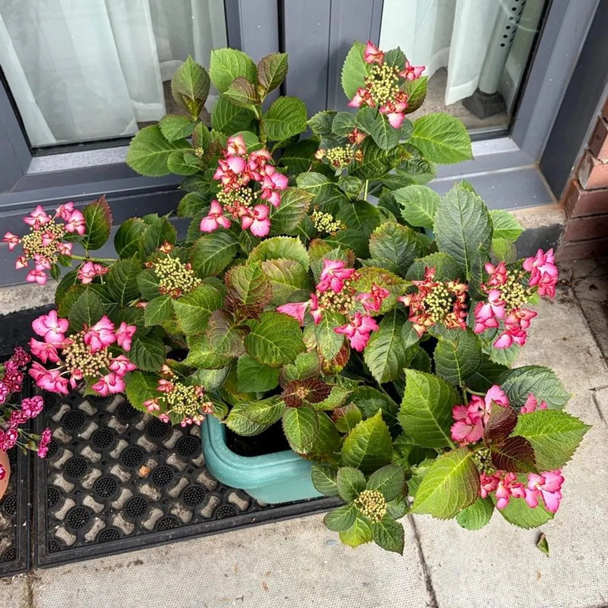 Hydrangea French Can Can doing well in 2nd summer in pot - Image 3