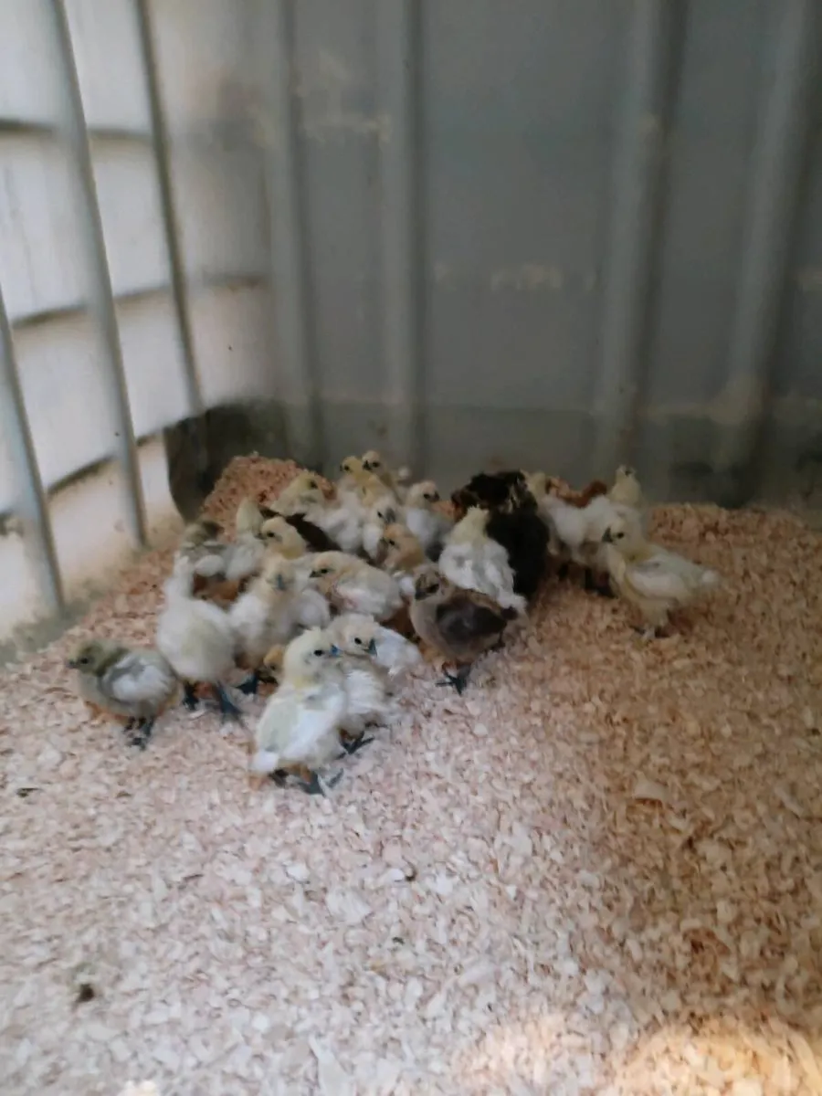 Yokohama Breeding Pair and Silkie Chicks - Image 4