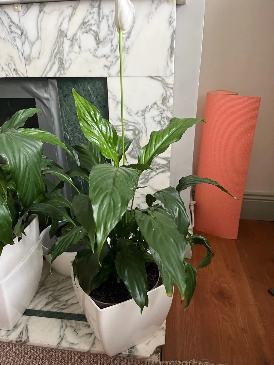 Big indoor Spatiphyllum plant - Image 2