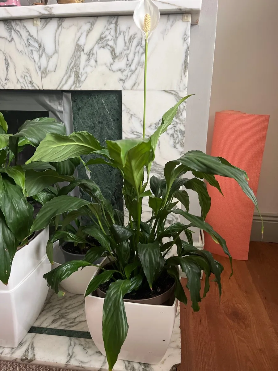Big indoor Spatiphyllum plant - Image 3