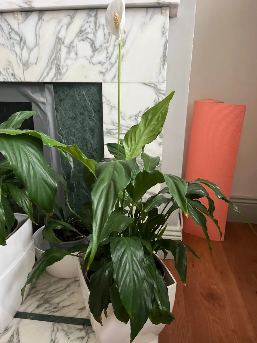 Big indoor Spatiphyllum plant - Image 4