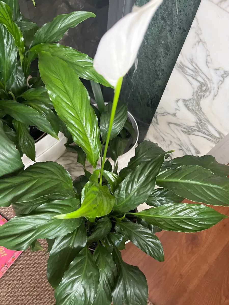 Big indoor Spatiphyllum plant - Image 1