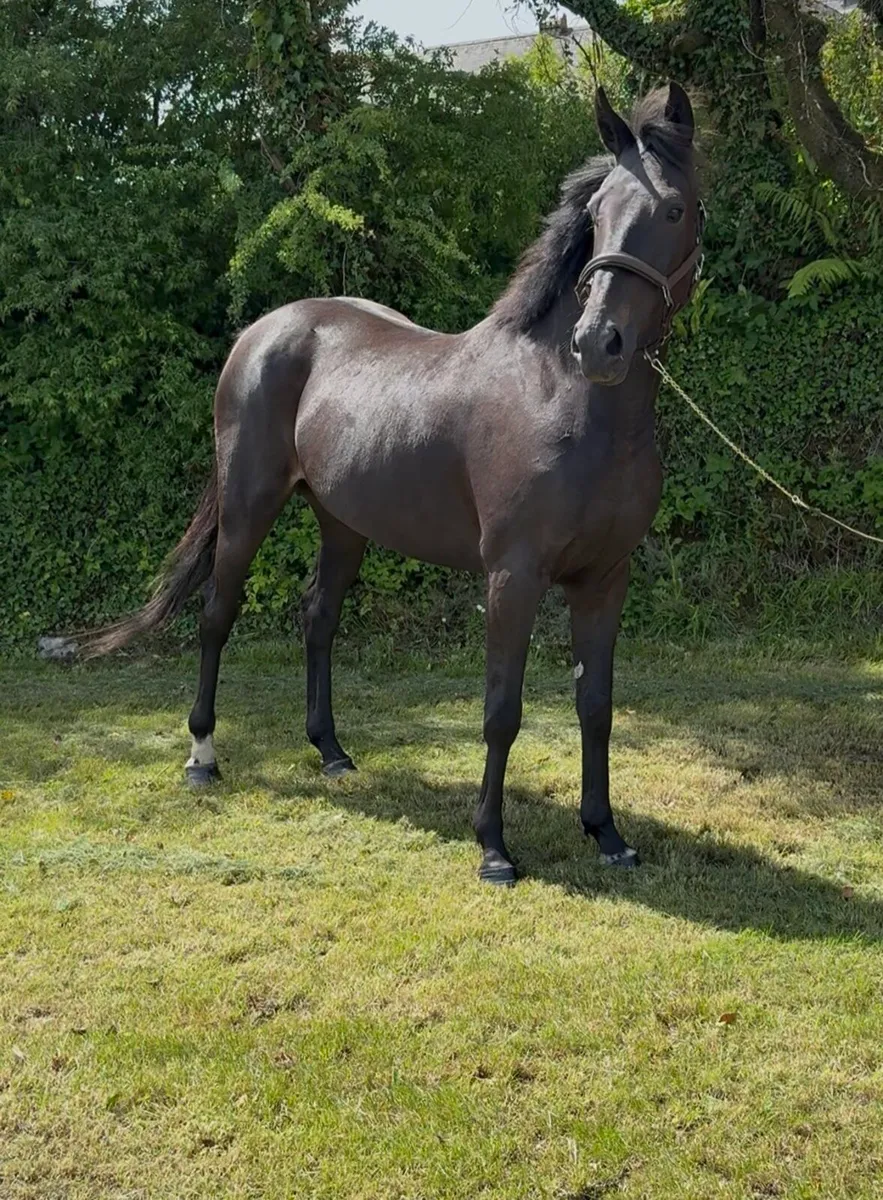 Stunning 4yr old ISH filly about 16.1h - Image 1