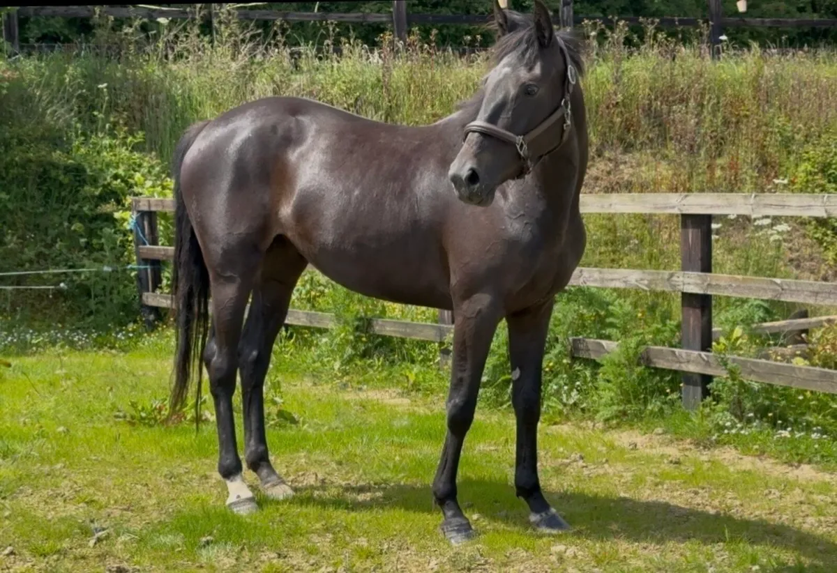 Stunning 4yr old ISH filly about 16.1h - Image 2