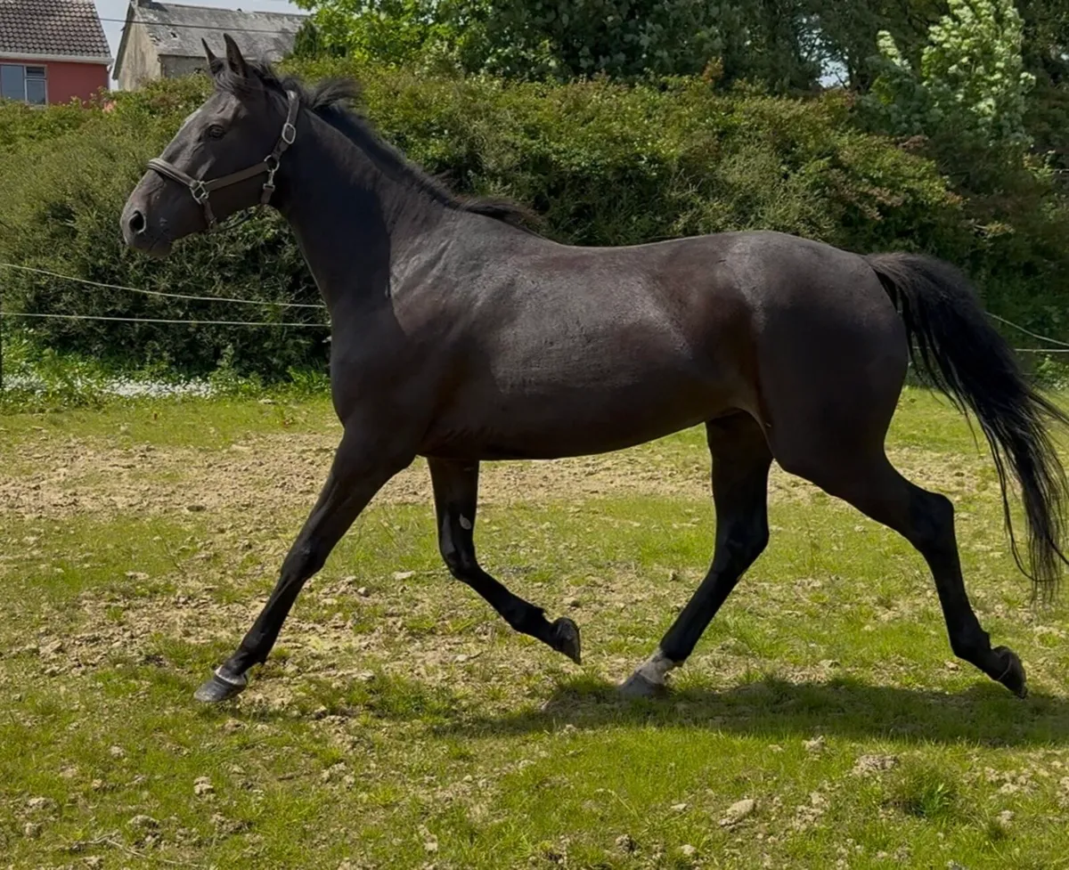 Stunning 4yr old ISH filly about 16.1h - Image 3