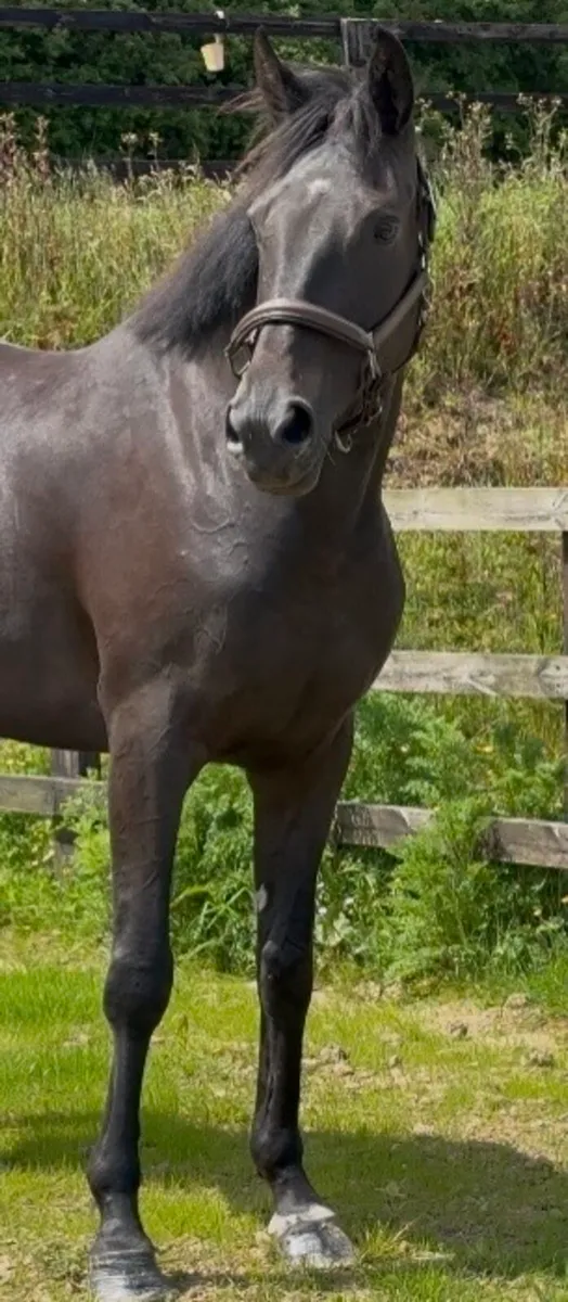 Stunning 4yr old ISH filly about 16.1h - Image 4