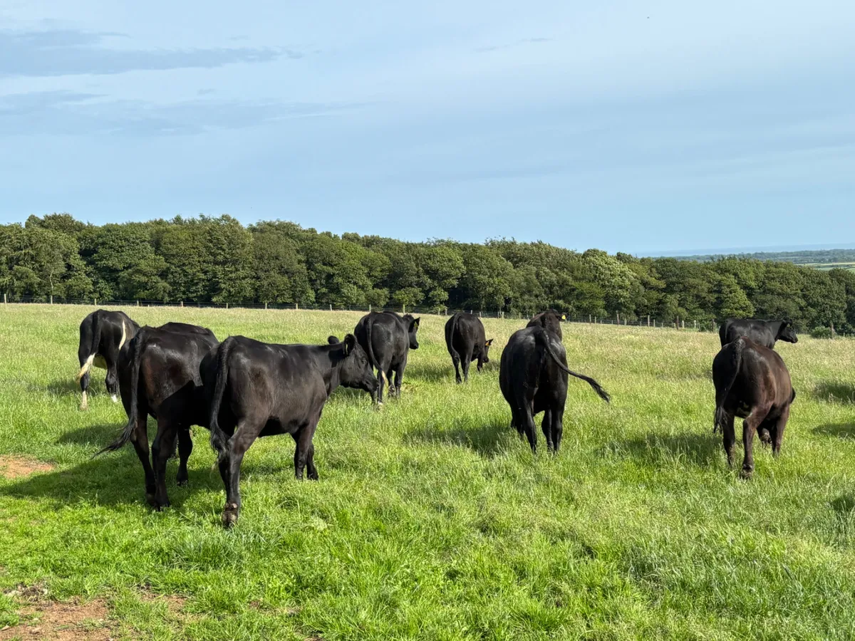 20 Angus heifers - Image 3